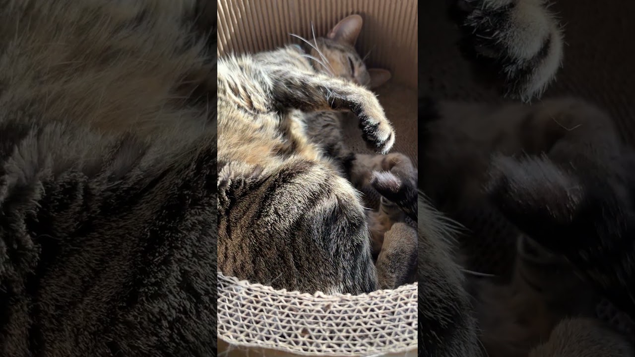 窓ぎわがポカポカで気持ちいいね