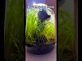 1.5 year old sealed shrimp jar. #aquarium #plantedtank #biosphere #shrimp #reef #experiment #fish