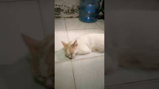 Saatnya beristirahat #cat #imut #hiburansegar #pets #viral #fyp