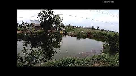 Con cá ham mồi là con cá rồi đời #shorts