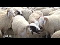 bila kinaaالخـروف السردي سيد الأضاحي العلوش الذي يلقى اقبالا كبيرا في عيد الاضحى عند علي مليار mp3