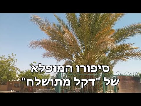 טיול לערבה - דקל מתושלח - עץ הדקל המיוחד בעולם