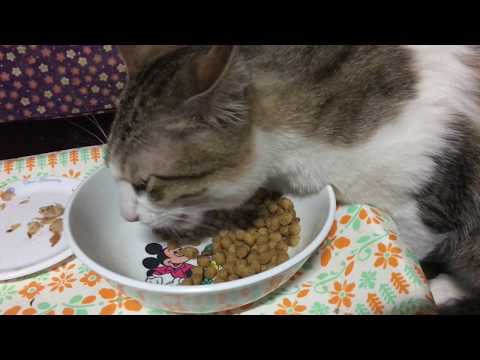 ご飯