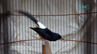 บินหลาดง Shama bird  51 min.