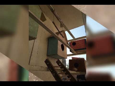 بيوت طيور الحب