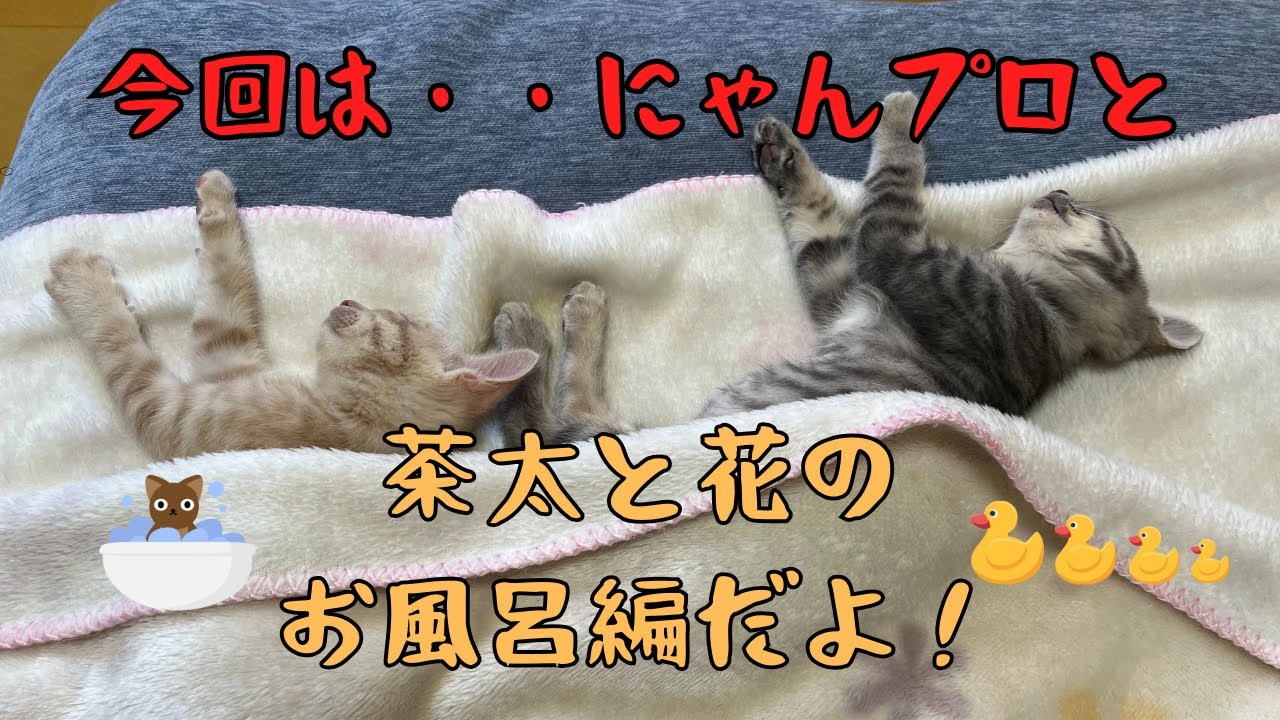 にゃんプロ後、まさかの入浴　#猫　#兄妹猫　#catshorts　#にゃんプロ
