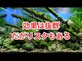藻類対策には遮光も有効です!