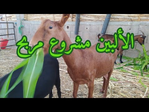 الجزء2 تربية ماعز الالبين نصائح للمقبلين على المشروع La Chevre Alpine Conseils Technique