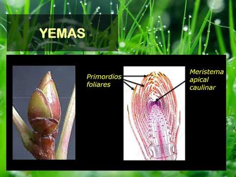 Video: Cómo Se Comportan Las Yemas De Las Plantas