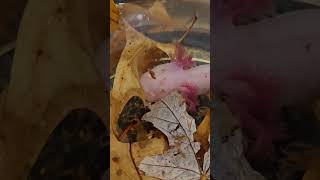 #albino #axolotl #gills #nevergrowup