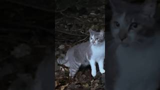 土砂降りの中現れた腹ペコの野良猫達　Hungry stray cats that showed up in the pouring rain #shorts #野良猫 #cat