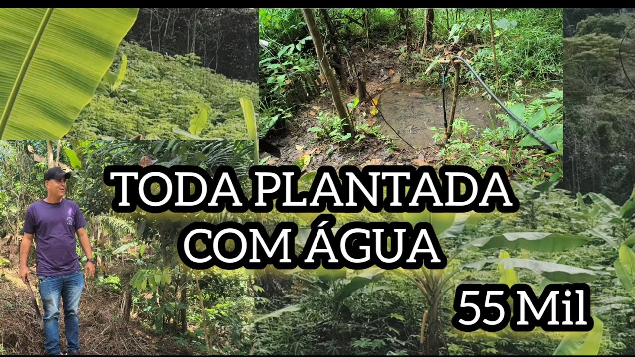 1 HECTARE TODA PLANTADA COM ÁGUA 55 MIL EM ILHÉUS BA #sítiosavenda