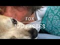 Cute Dog FOX Gets 100 Kisses 