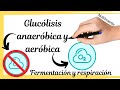 Glucólisis anaeróbica y aeróbica [FERMENTACIÓN Y RESPIRACIÓN]