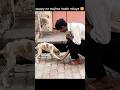 puppy ne mujhse haath milaya 🥰 #youtube #shorts #doglife #dogreaction #dogtrick #dogshorts