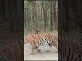 Pradhanmantri tiger 🐅🐯