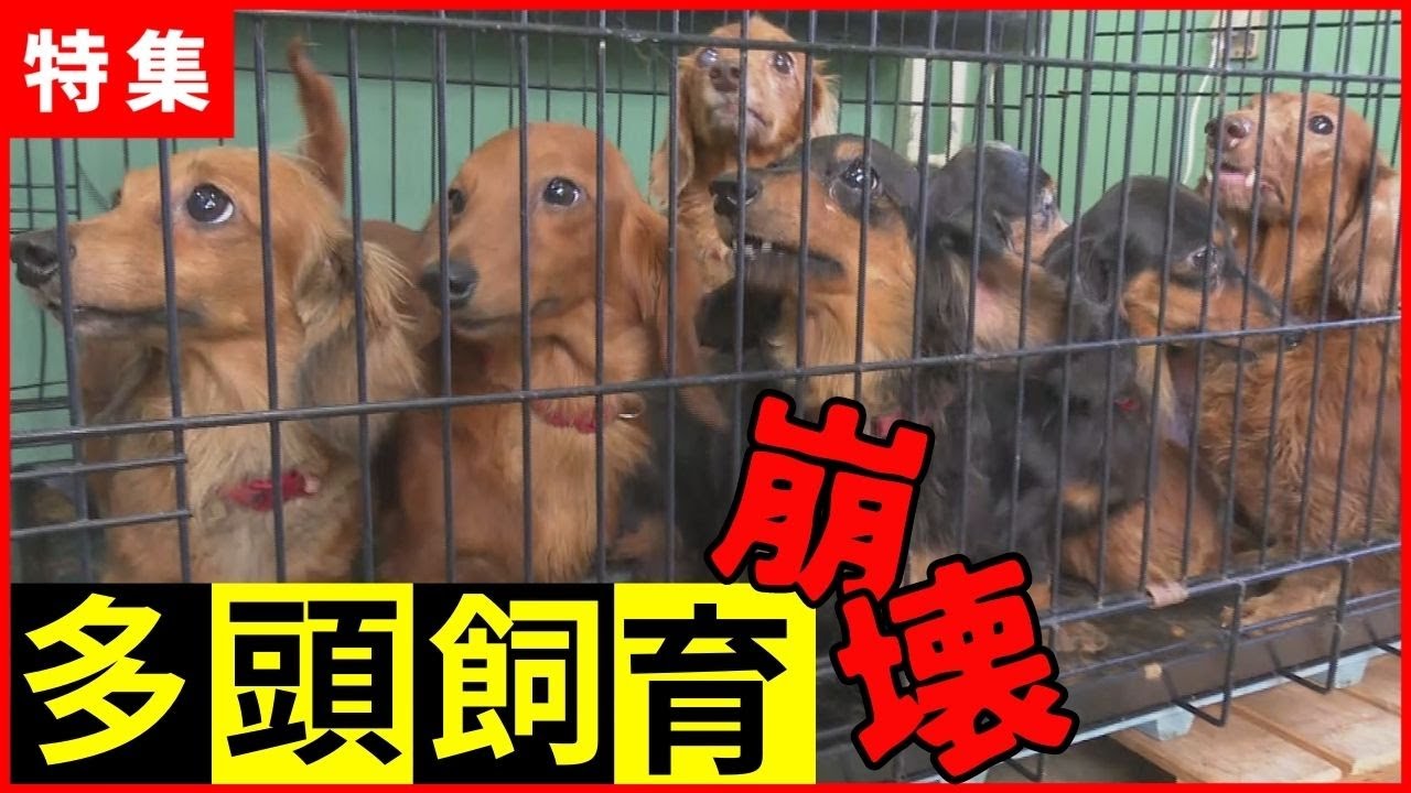 【多頭飼育崩壊】犬が増えすぎて保健所へ…無責任に増やさないで
