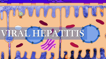 Liver II: HBV, HCV, and Acute and Chronic Hepatitis