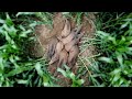 Wild boars run through the fence