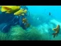 Catalina dive 2