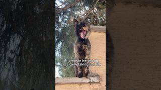 Please Help Us Save Olivia