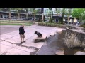 German Shepherd Before and After Video! Best Dog Training in Portland, Salem, and Eugene, Oregon! German Shepherd Before and After Video! Best Dog Training in Portland, Salem, and Eugene, Oregon!