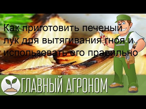 Как приготовить печеный лук для вытягивания гноя и использовать его правильно