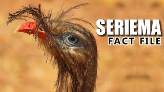 Seriema Facts: Do YOU Know This BIRD?! 🦅 Animal Fact Files