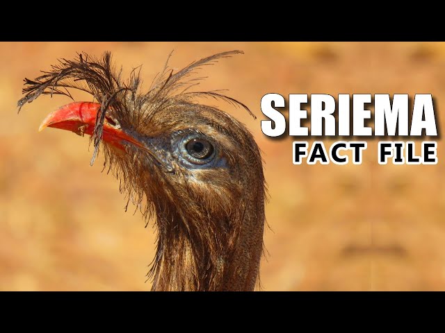 Seriema Facts: Do YOU Know This BIRD?! 🦅 Animal Fact Files class=