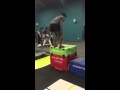 Plyo Soft box jump