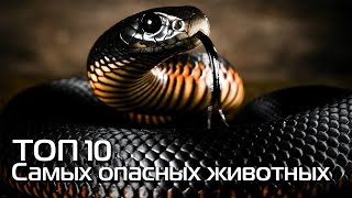 ТОП 10. Самые опсаные животные нашей планеты ТОП 10. Самые опсаные животные нашей планеты