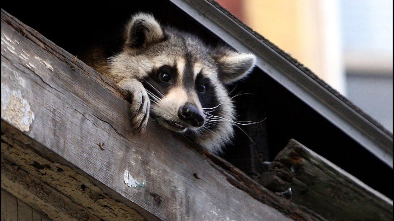 NYC Raccoon in trouble YouTube