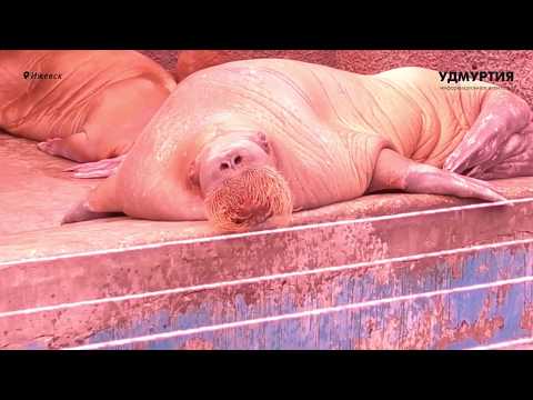 Чтоб не укусил - как дрессируют морских котиков и моржей в ижевском зоопарке