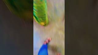 गांव देहात का सोहर गीत #super #song #ShivaniofficialRadha Krishna #viralsorts#youtubeshorts#shortvi