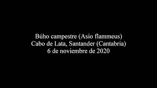 Búho campestre en Santander