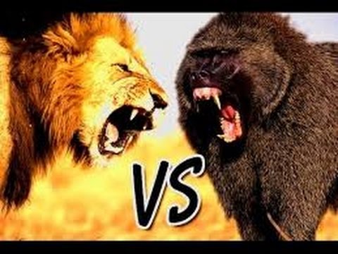 baboon lion vs