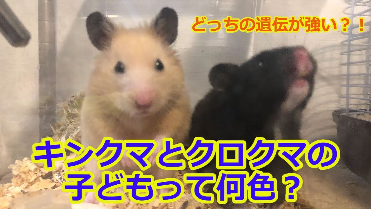 キンクマハムスターとクロクマハムスターの子どもは何色 076 Youtube