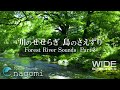 【自然音】川のせせらぎ・鳥のさえずり Part2｜勉強・睡眠｜自然の音で勉強に集中｜川の音・森の音でリラックス｜Nature Sounds