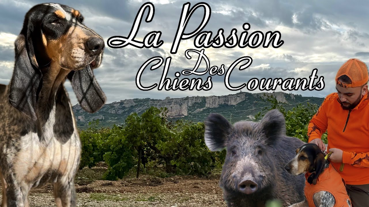 La passion des chiens courants