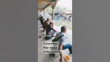 Konsentrasi mang…biar strike banyak…. #jitumania #mancing #anglerjitumania #umpanikanjitu #angler