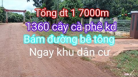 Nhượng lại dt 1, 7 héc cà phê kd bám đường bê tông cách trường học 200m gần dân cư 