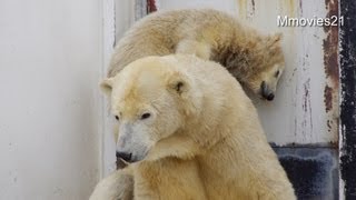 背中を登って遊ぶこぐま~Polar Bear cub play at the mother's back