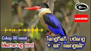 Tengkek udang dan air mengalir || Mastering Bird 30 menit. #masteranburung