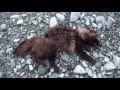 カメ五郎の狩猟生活(その21)