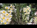 M?t gi Lan Ki?u Vung Cnh Tr?ng ??p! (A basket of Dendrobium fermeri with beautiful white petal !)