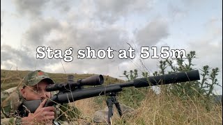 First Stag with the 6.5PRC at 515m