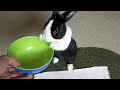 Giving a hungry rabbit an empty bowl