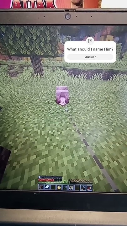 What Should I Name My Pet Armadillo YouTube what-should-i-name-my-pet-armadillo-youtube