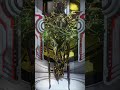 BOAR INCARNON IS CRAZY (WARFRAME)