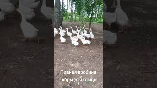 Гуси едят пивную дробину